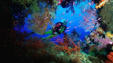 Scuba Diving Coral Reef Wallpaper