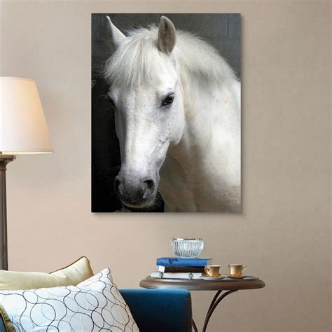 Portrait of a white horse Wall Art, Canvas Prints, Framed Prints, Wall ...