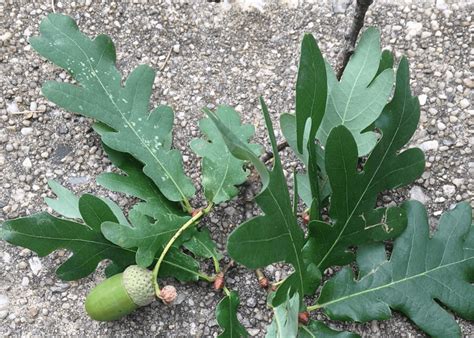 Common Types of Oak Trees (With Bark Photos for Identification)