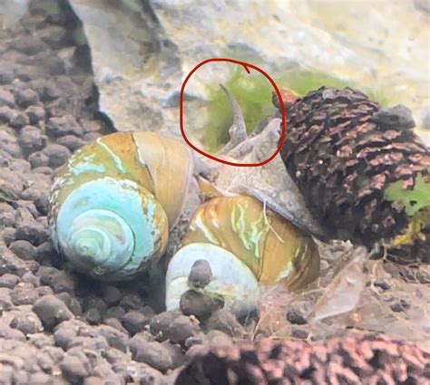 Japanese Trapdoor Snails Breeding? : r/AquaticSnails