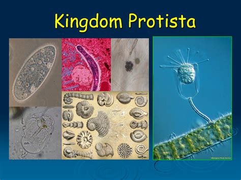 Protista Protista 6902 | The Best Porn Website