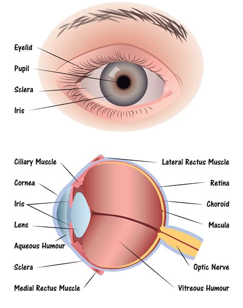 OUR EYES WORK LIKE CAMERA’S! - Discovery Eye Foundation