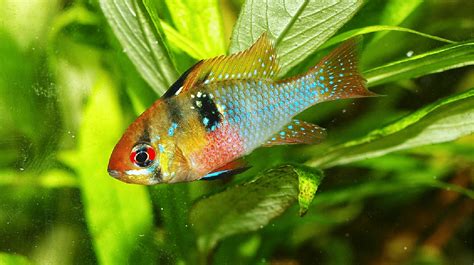 Blue Ram Cichlid Breeding And Care Guide - Build Your Aquarium