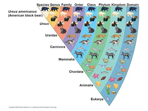 17 Best images about Classification on Pinterest | Vertebrates and ...