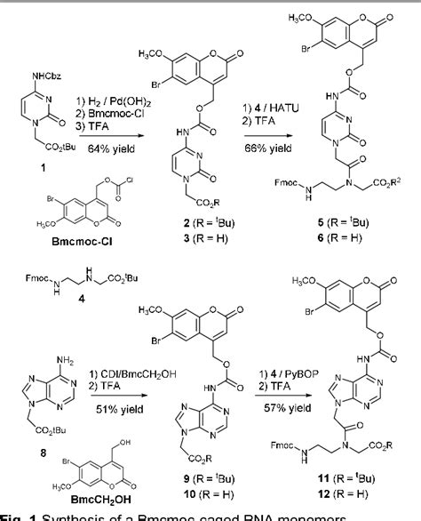 Figure 1 from Synthesis of nucleobase-caged peptide nucleic acids ...