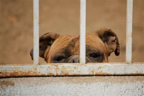 Puppies Behind Bars (Literally) Bring Healing to Prison Inmates And ...