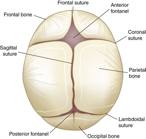 1. Fontanels and skull of a neonate. | Download Scientific Diagram