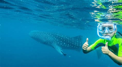 Ningaloo Reef Whale Shark Quest | Hot Getaways