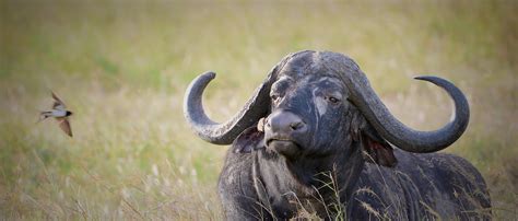 African Buffalo | African Wildlife Foundation