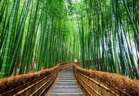 Arashiyama Bamboo Grove - TOMORROW’S WORLD TODAY®