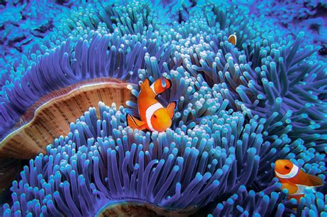 The Most Incredible Underwater Photos Ever Taken | Reader's Digest