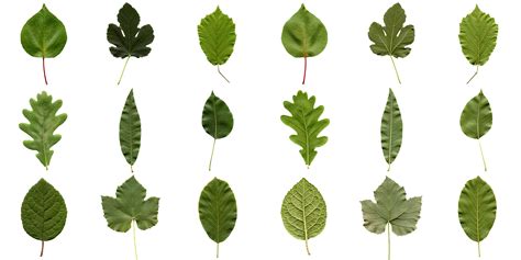 Why Do Leaves Have Such Different Shapes? | Leaf collage, Leaf projects ...