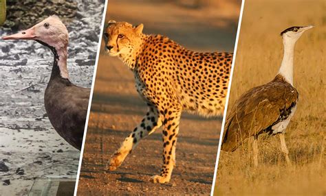 These Three Animal Species Have Been Declared Extinct in India - Science