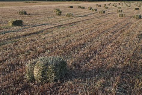 Hayfield Stock Photo - Download Image Now - 2015, Agricultural Field ...