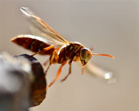 Yellow Jackets Extermination on Horseshoe Drive - Bee Safe Bee Removal