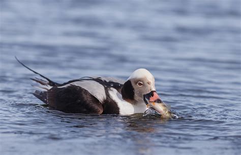 Waterfowl Migration has Begun.