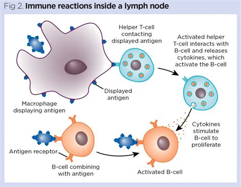 The lymphatic system 3: its role in the immune system | Nursing Times