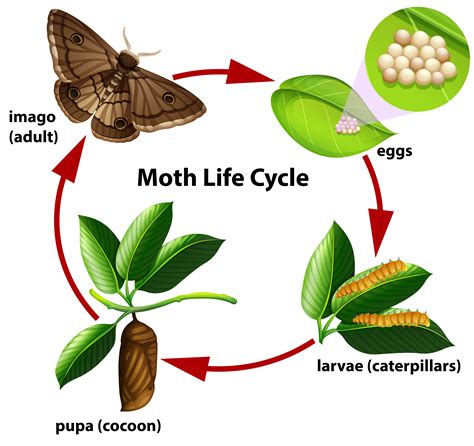 Hummingbird Moth Life Cycle