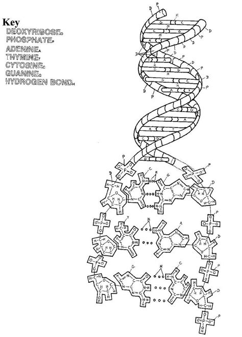 Dna Replication Coloring Worksheet Dna Coloring Pages Dna Coloring ...