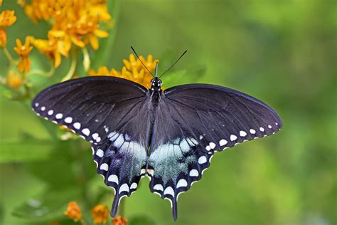 How to Attract a Spicebush Swallowtail Butterfly - Birds and Blooms