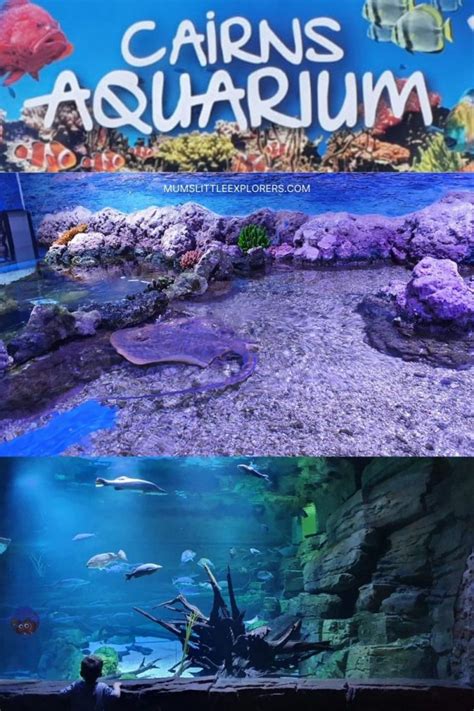 Cairns Aquarium – Explore the Great Barrier Reef & Rainforests - Mum's ...