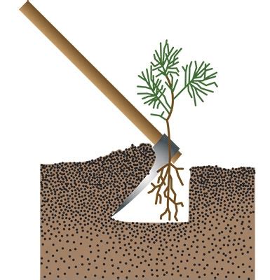 How to Plant Forest Tree Seedlings | MU Extension