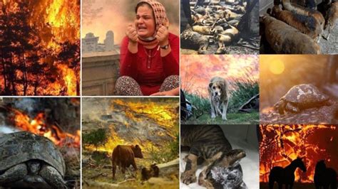 Thousands of animals perish among massive ongoing forest fires across ...