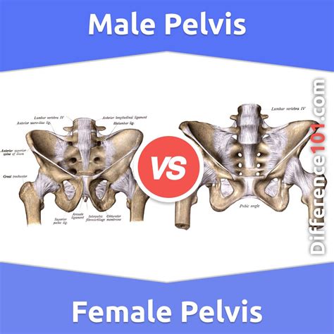 Male vs. Female Pelvis: What’s The Difference Between Male And Female ...