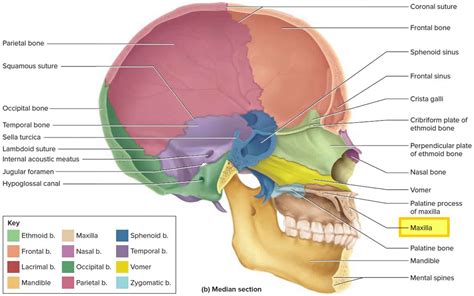 Maxilla bone, maxilla anatomy & maxilla function