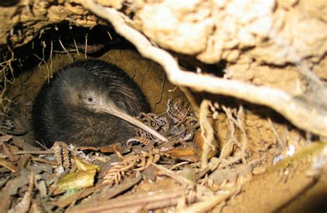 The Landing: A special home for over 100 kiwi birds - The Landing