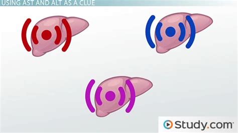 AST & ALT Levels in the Liver | Definition, Significance & Tests ...