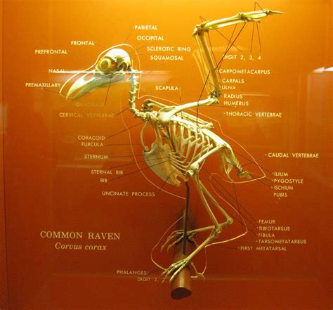 Raven Skeleton Diagram Raven Skeleton Drawing ~ Elsavadorla | Animal ...