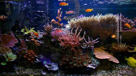 Economiseur d'écran aquarium