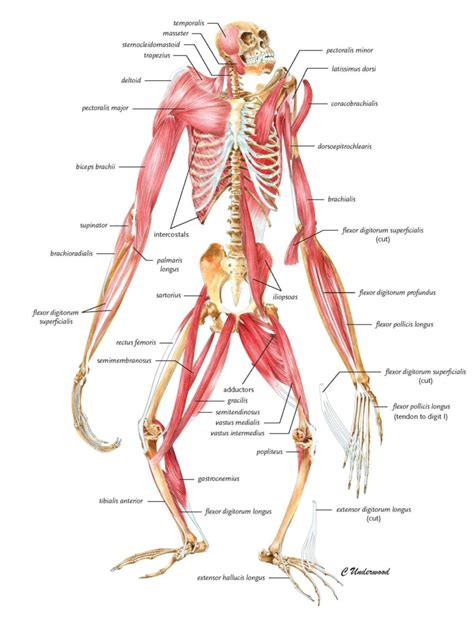 Chimpanzee Muscle Structure