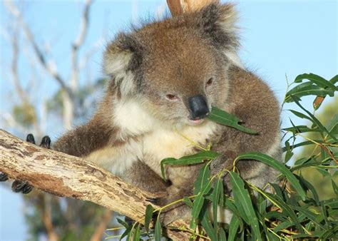 Federal grant to fund Koala conservation in Queensland