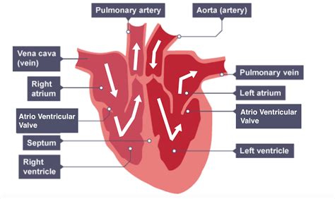 IGCSE Biology Notes: 2.63: Describe the Structure of the Heart and How ...