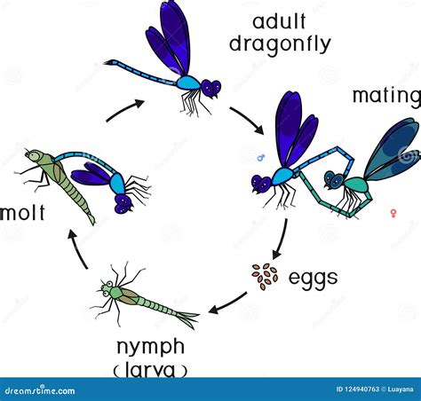 Dragonfly life cycle diagram