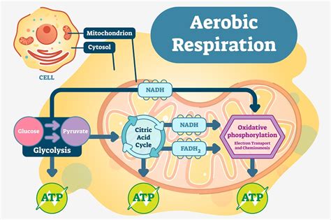 Advantages Of Cellular Respiration