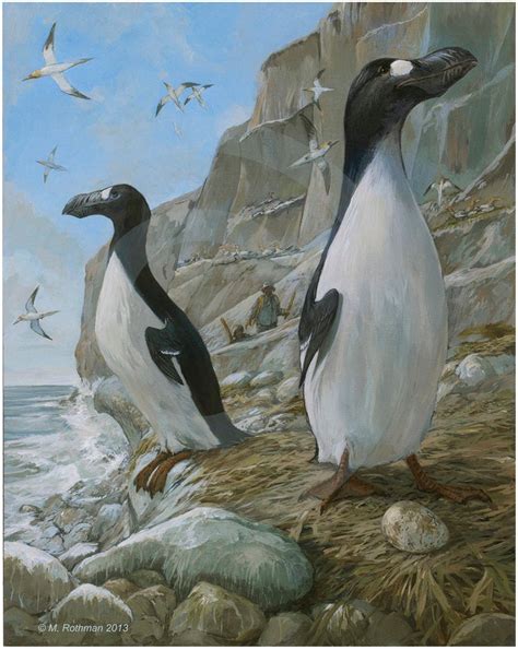 The Great Auk (Pinguinus impennis) was a species of flightless alcid ...