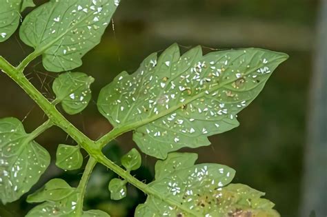 How to Get Rid of Whiteflies on Tomato Plants - Tropical House & Garden