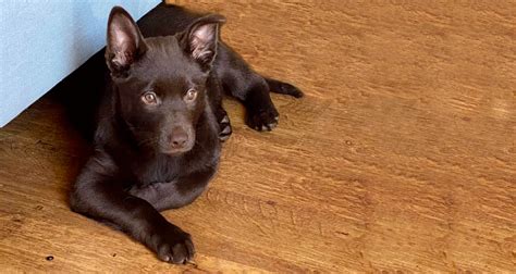 Australian Kelpie Breeders Australia | Australian Kelpie Info & puppies