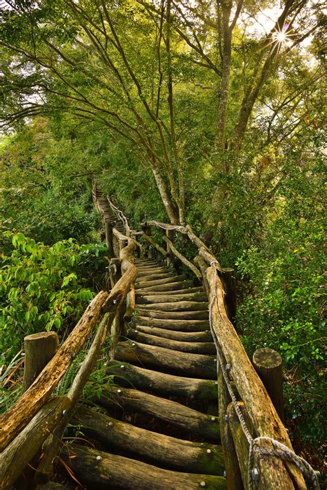 Photo bridge Nature Wood log forest 1281x1920