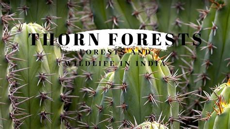 Interesting Facts About Thorn Forests Thorn Forest 6-27-2020 - The Art ...