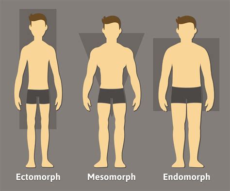 Main differences in men body types and shapes - Men's Skin Centres