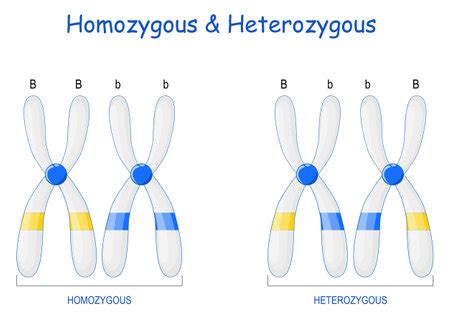 Vector of Homozygous and Heterozygous - ID:162815912 - Royalty Free ...