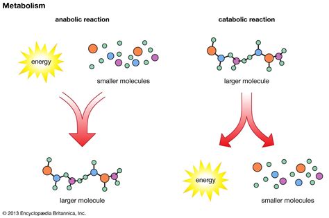 Anabolism | Metabolism, Enzymes, Energy | Britannica