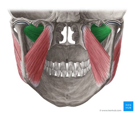 Medial and lateral pterygoid muscle: Anatomy and function | Kenhub