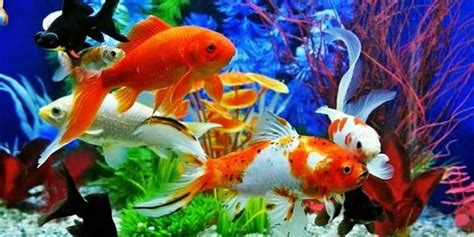 Contoh Gambar Ikan Di Akuarium – pulp