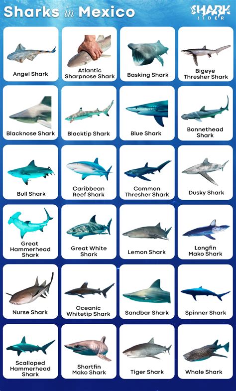 List of Sharks in Mexico with Pictures