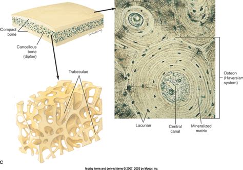 What are some examples of cancellous bone? + Example